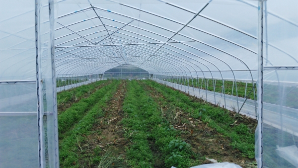 独立式蔬菜大棚