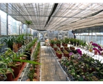 花卉温室